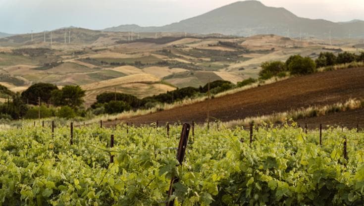 Una vigna di Catarratto (@Gaetano Massa)