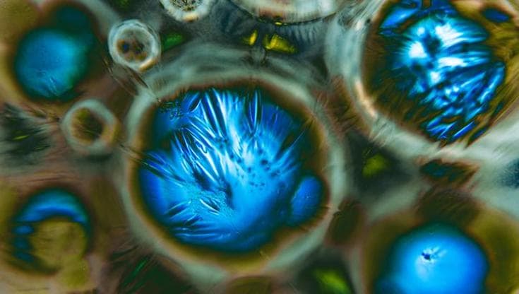 Quando una cellula sembra un quadro: la ricerca scientifica diventa un’opera d’arte