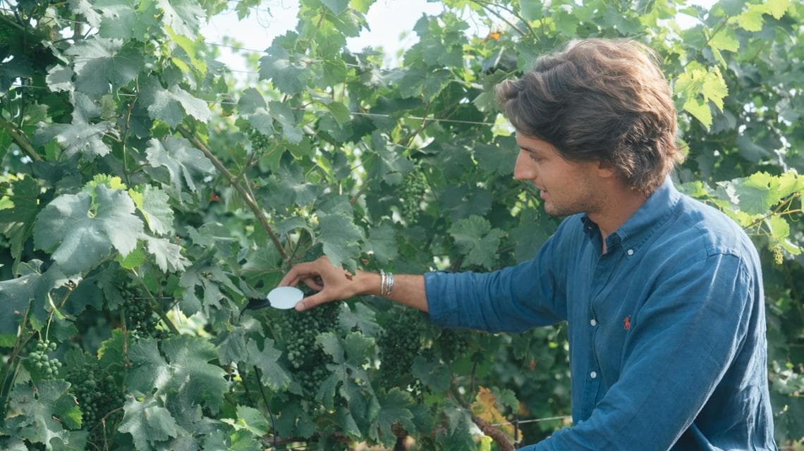 Leonardo Moretti Polegato mostra il posizionamento di una foglia elettronica per monitorare il microclima del vigneto