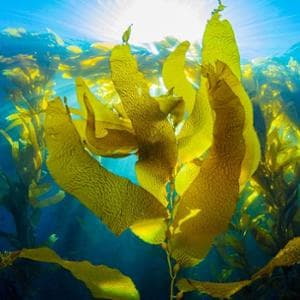 Steatosi epatica: le alghe marine riducono il grasso nel fegato in un paziente su due