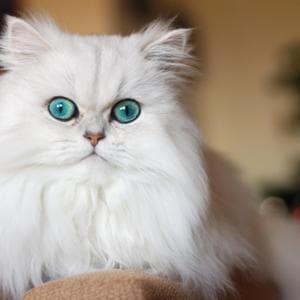 Li abbiamo voluti così. E ora i gatti si ammalano di più