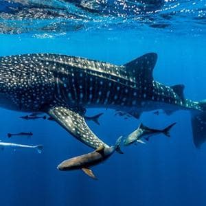 Giornata mondiale degli squali, il Wwf: oltre metà delle specie del Mediterraneo è a rischio