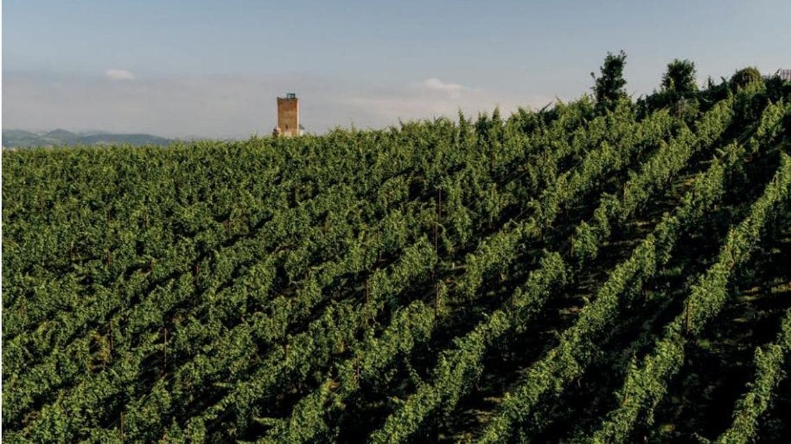 Uno dei vigneti di Angelo Gaja