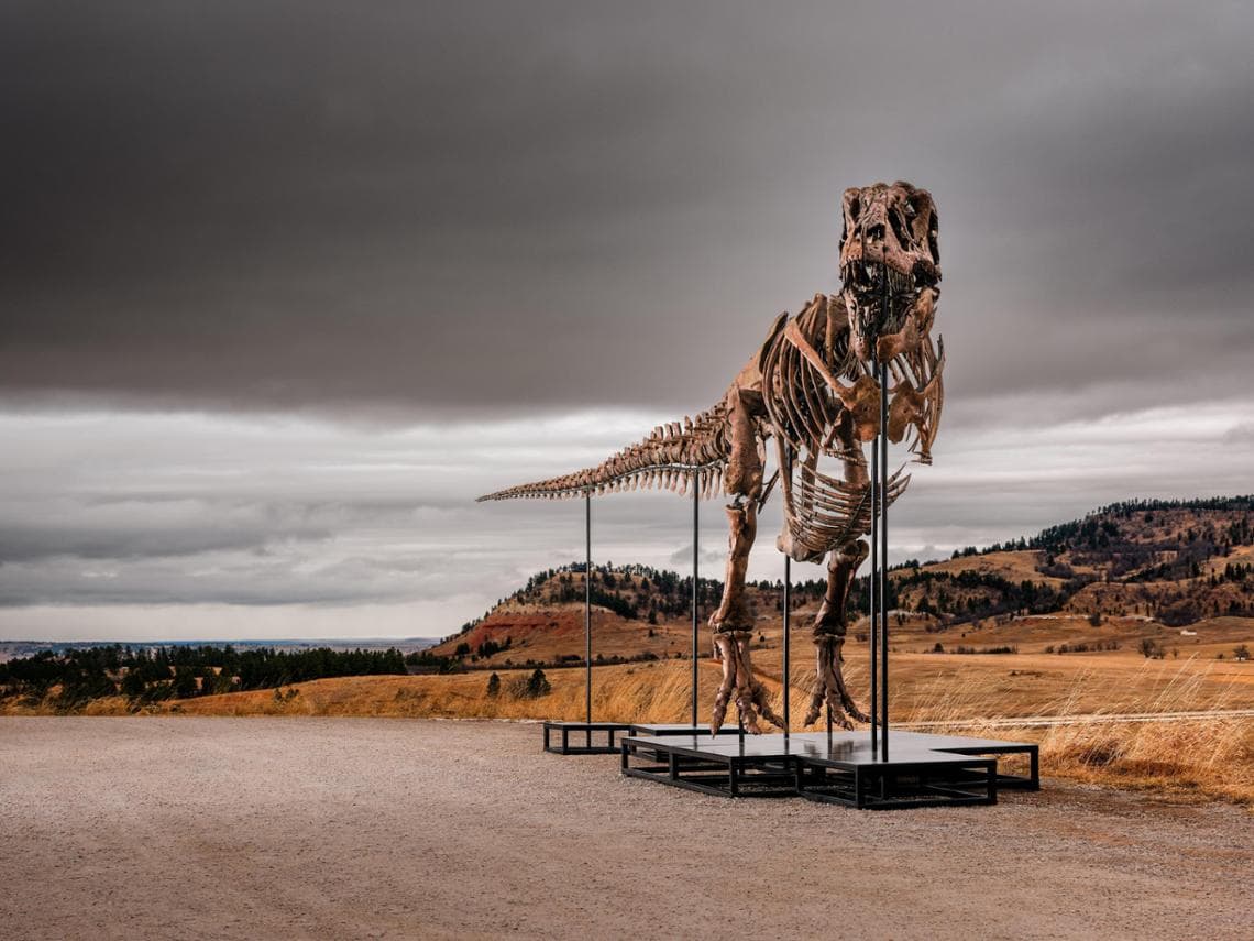 T-Rex Gus için rekor açık artırma: 50 milyon dolara satıldı