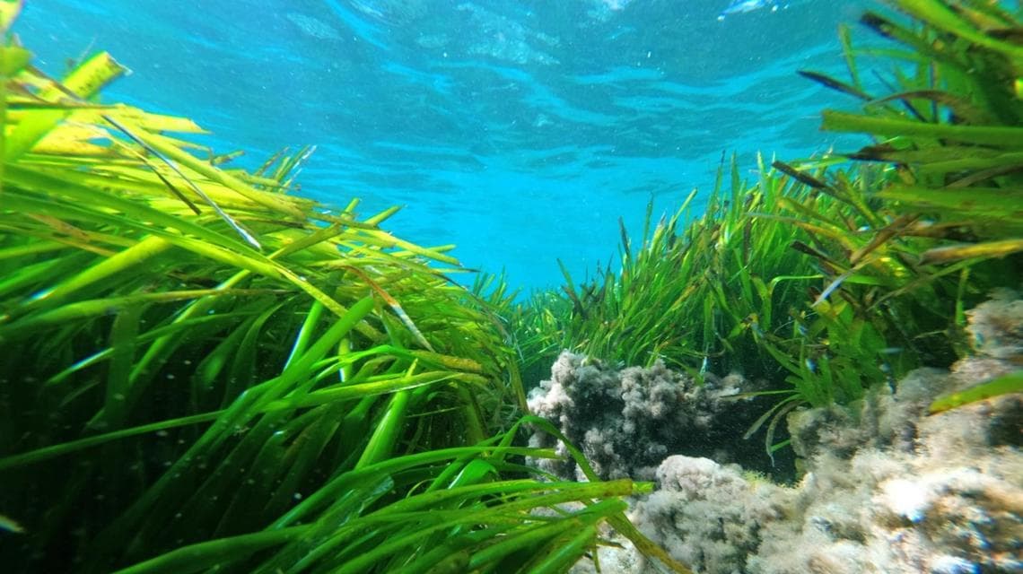Böylece posidonia deniz yatağının ışığından yararlanmayı öğrendi