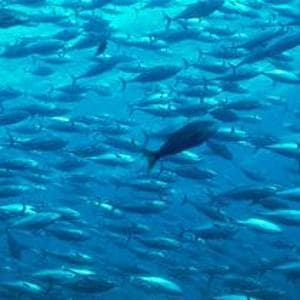 Tonno, come sceglierlo senza danneggiare il mare