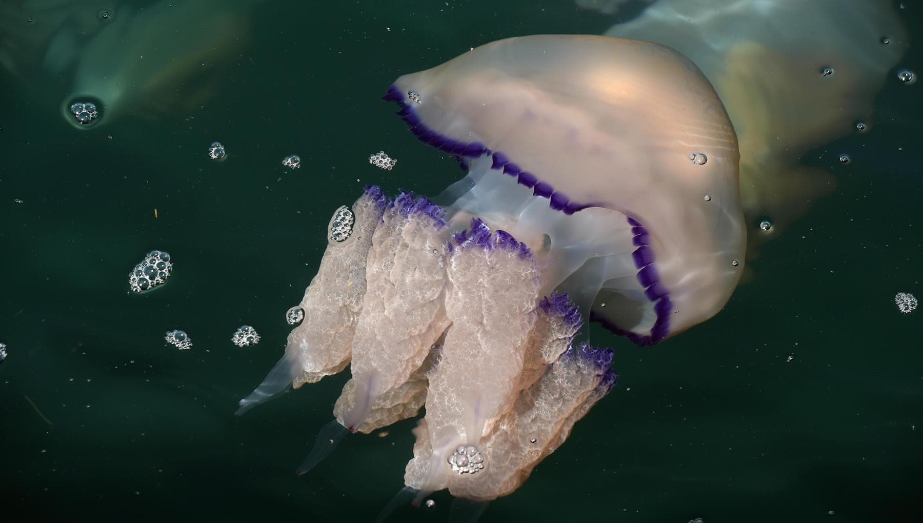 The mystery of the jellyfish in the Gulf of Trieste: a phenomenon lasting 150 years