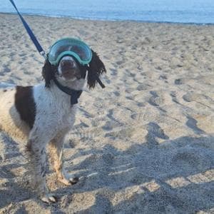 BrumBrum e gli altri “Tartadogs”, ecco i cani che salvano i nidi di tartaruga marina