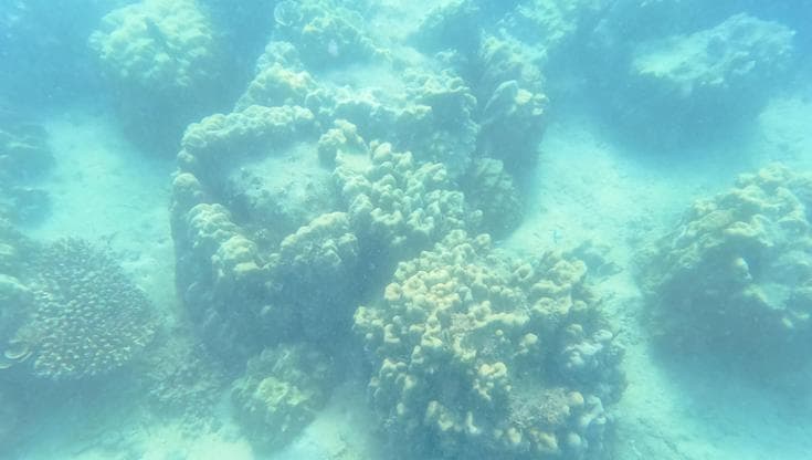 Creduta morta per più di mezzo secolo, la barriera corallina del Benin è viva e vegeta