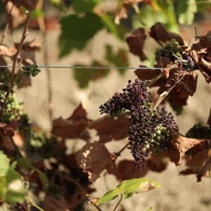 Peggiora la siccità in Europa, con danni soprattutto per l’agricoltura