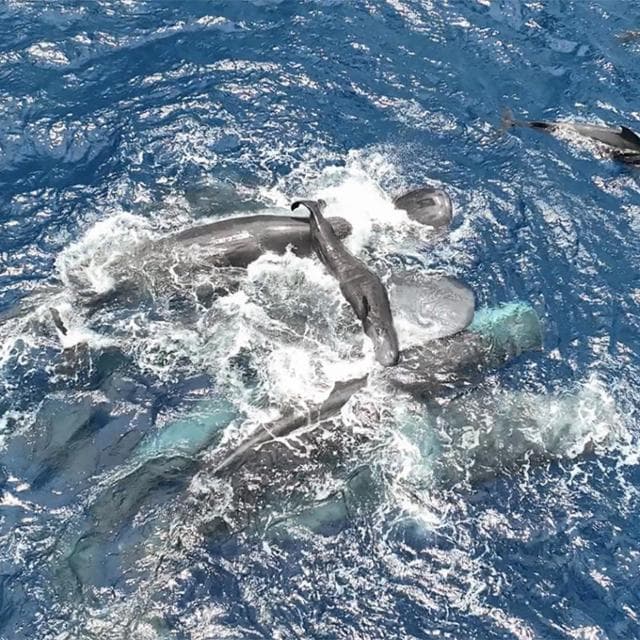Quando le navi si avvicinano i capodogli cambiano il linguaggio