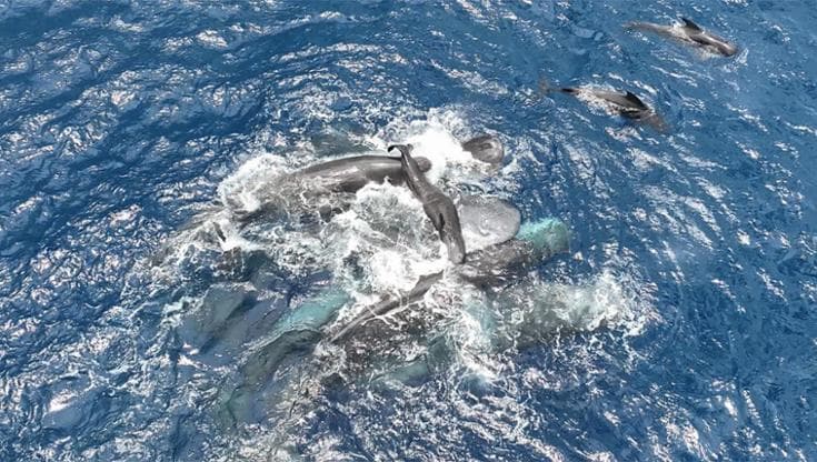 Quando le navi si avvicinano i capodogli cambiano il linguaggio