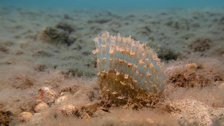 La nacchera di mare (Foto di Saul Ciriaco e Tommaso Lorenzi)