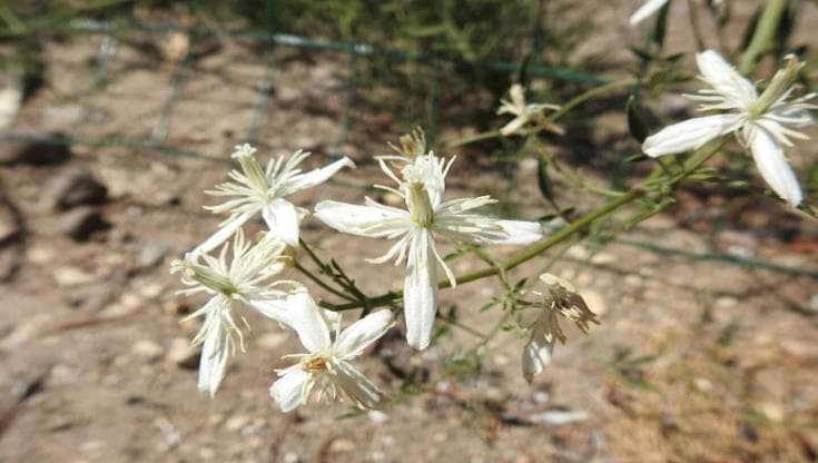 (Clematis flammula L.)