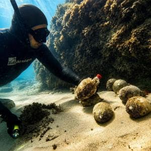 Dalla campagna maremmana alle onde: il vino in anfora che matura in fondo al mare
