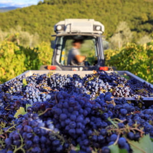 Luglio, tempo di vendemmia precoce: ecco cosa sta succedendo davvero