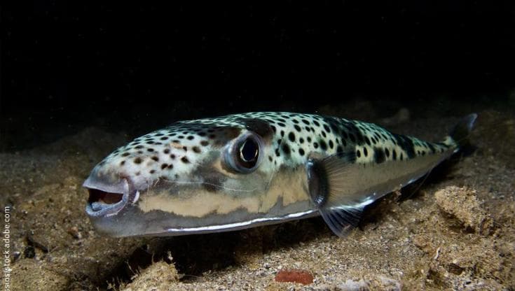 Pesce palla argenteo (Lagocephalus sceleratus)