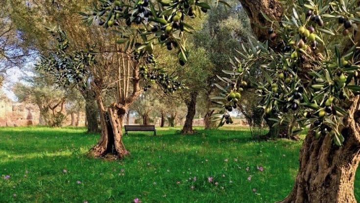 L’Albero Bello e l’uliveto storico: Villa Adriana riscopre i suoi tesori agricoli