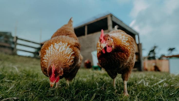 Le uova biologiche hanno un impatto ambientale maggiore. “Da valutare consumi e benessere animale”