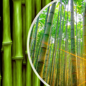 In Cina una “muraglia di bambù” per fermare il deserto