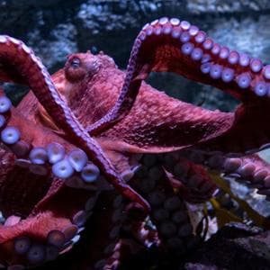 Stop al primo allevamento intensivo di polpi al mondo