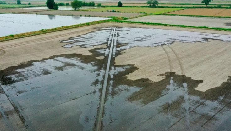 Il caldo intenso mette a rischio la produzione globale di riso
