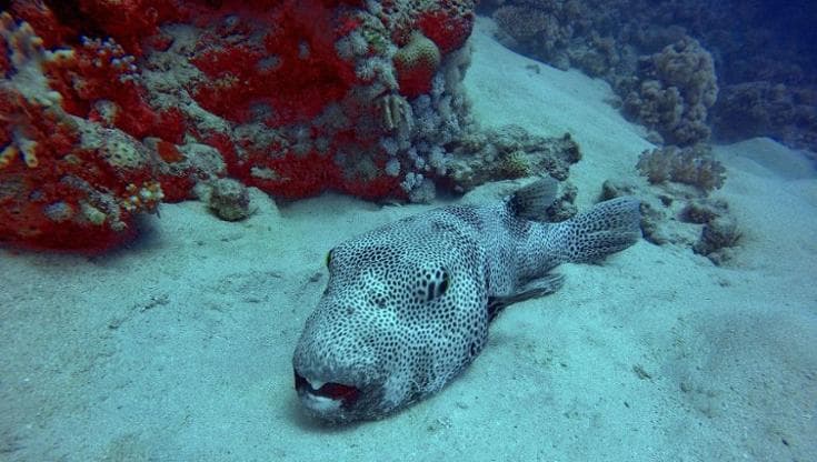 Il pesce palla stellato