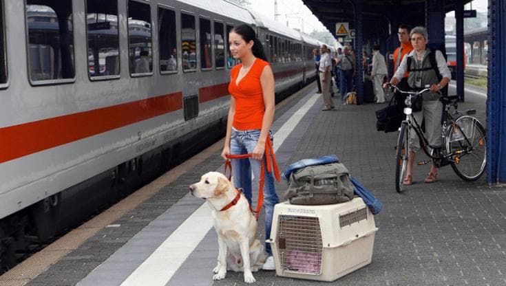 Viaggiare con cani e gatti, ecco come fare