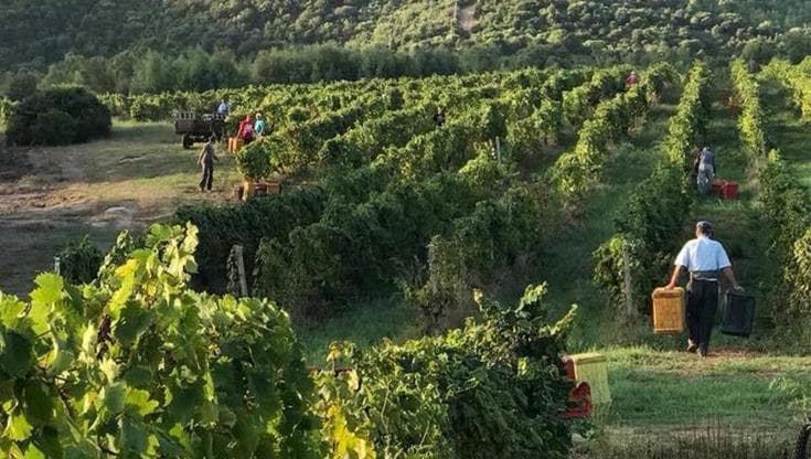 L’imprenditore veneto innamorato della Gallura, e i suoi Vermentino sapidi e pieni