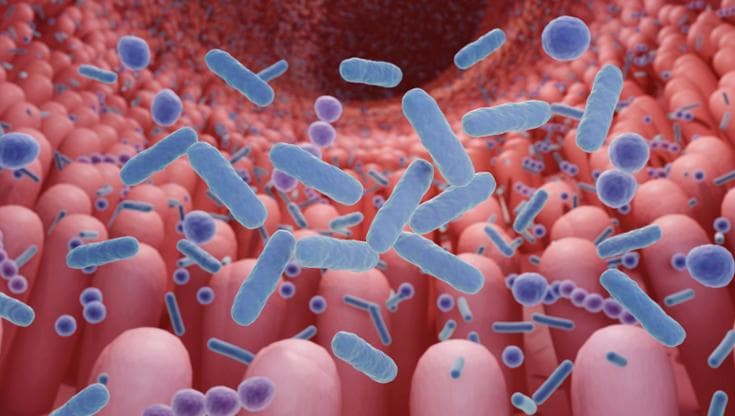 Una nuova strategia per “leggere” gli spartiti del microbioma