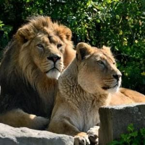 Il caldo uccide tre leonesse a Tokyo: negli zoo del mondo scattano l'emergenze