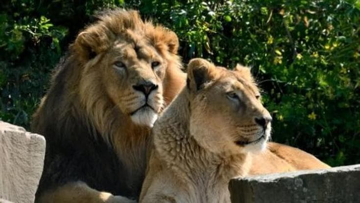 Il caldo uccide tre leonesse a Tokyo: negli zoo del mondo scattano le emergenze