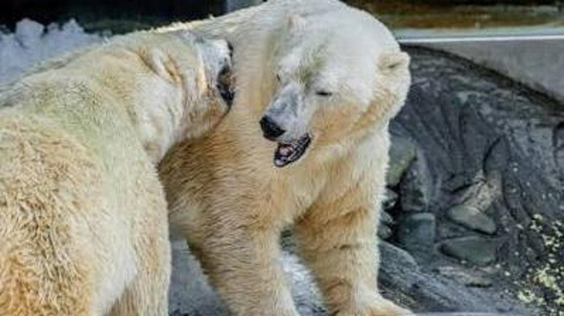Ghiaccio nell'area degli orsi nello zoo a Praga