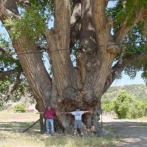 Arizona, gli attivisti difendono l’ultimo pioppo secolare: “È la nostra Statua della Libertà”