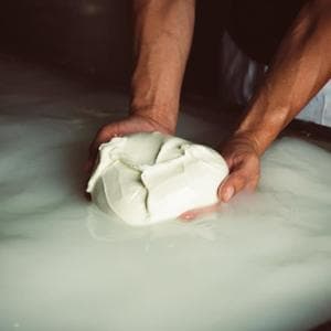 Alla ricerca della mozzarella di bufala perfetta: gli indirizzi da scoprire tra Caserta e Salerno
