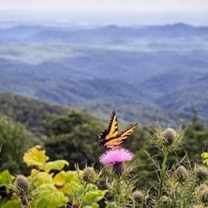 Crisi climatica, anche le farfalle si spostano più in alto