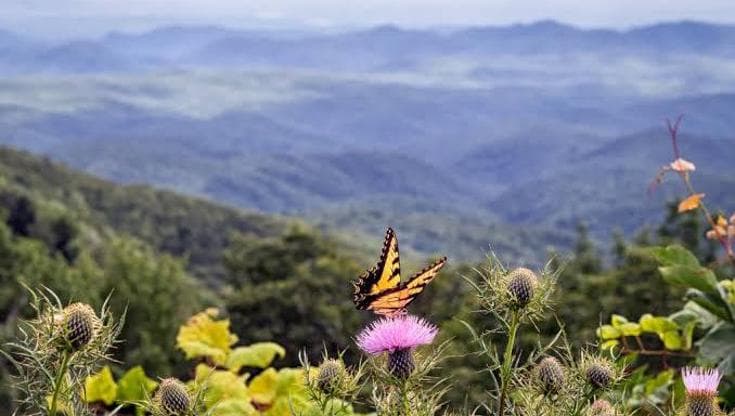 Farfalle in fuga dal clima