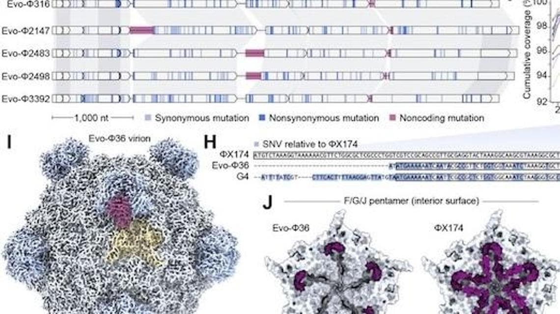 Figura 4."I batteriofagi generati rivelano informazioni sulla sequenza e sulla struttura". In basso ricostruzioni della struttura del batteriofago generate con Evo. Immagine contenuta nel primo studio (preprint) degli stessi ricercatori: King, S.H., Driscoll, C.L., Li, D.B. et al., bioRxiv (2025), https://doi.org/10.1101/2025.09.12.675911. CC BY 4.0.