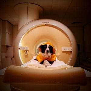 Ecco come i cani ci leggono in volto e capiscono le nostre emozioni