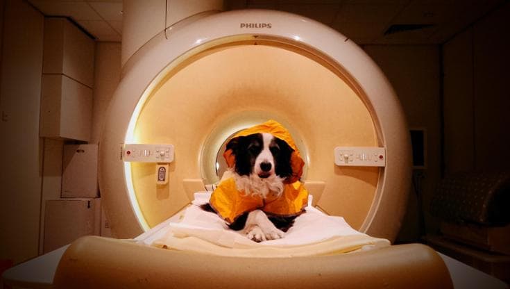 Sorrisi, stress e tristezza: il cane sa leggere le nostre espressioni