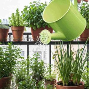 Troppo caldo, anche le piante entrano in una sorta di letargo