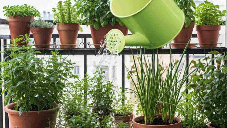 Il caldo d'agosto mette a dura prova le piante in balcone