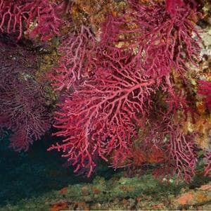 Scoperti ladri di corallo: sub italiani razziavano i fondali del mare Egeo