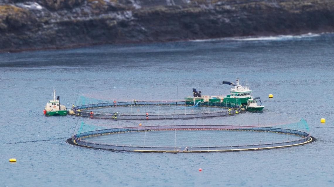 Un allevamento di salmoni alle Isole Faroe
