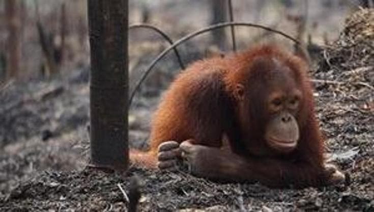 I roghi divampati nel sud-est asiatico stanno mettendo in pericolo gli oranghi