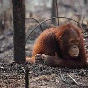 Indonesia, non c'è pace per gli oranghi. Ora sono minacciati da nuovi incendi