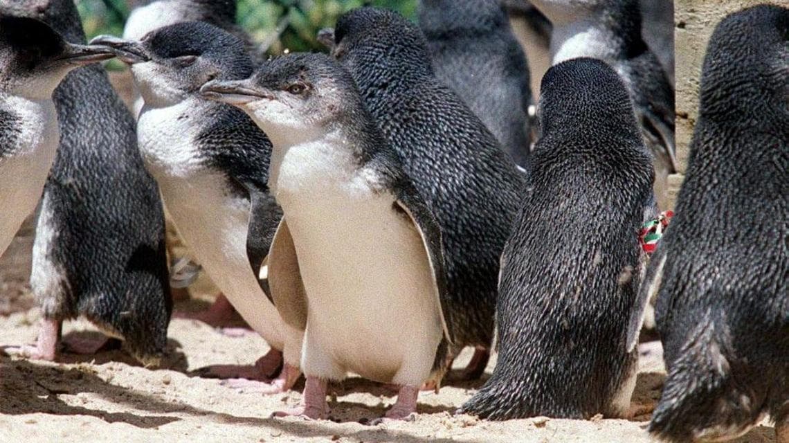 Cinquemila pinguini in coda per il vaccino