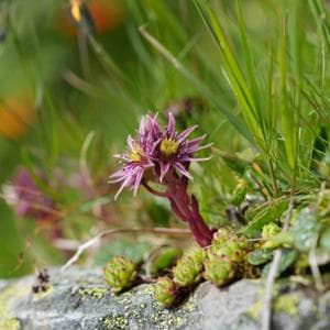 Le piante alpine costrette a lasciare spazio alle specie più adatte al caldo