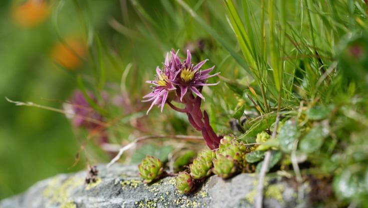 Sempervivum montanum specie che ha bisogno di condizioni relativamente calde e secche