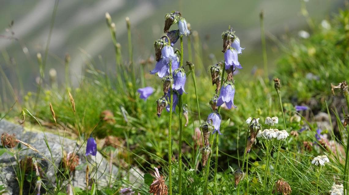 Campanula Barbata: una pianta tipica dei pascoli alpini si sta spostando verso quote più elevate